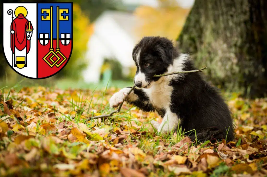 Border Collie Züchter mit Welpen Krefeld, Nordrhein-Westfalen