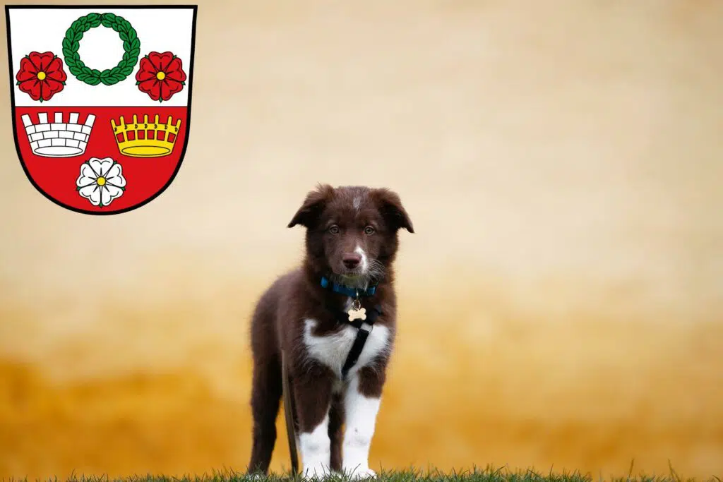 Border Collie Züchter mit Welpen Kronach, Bayern