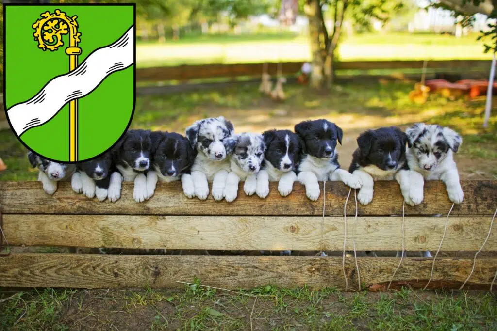 Border Collie Züchter mit Welpen Kusel, Rheinland-Pfalz