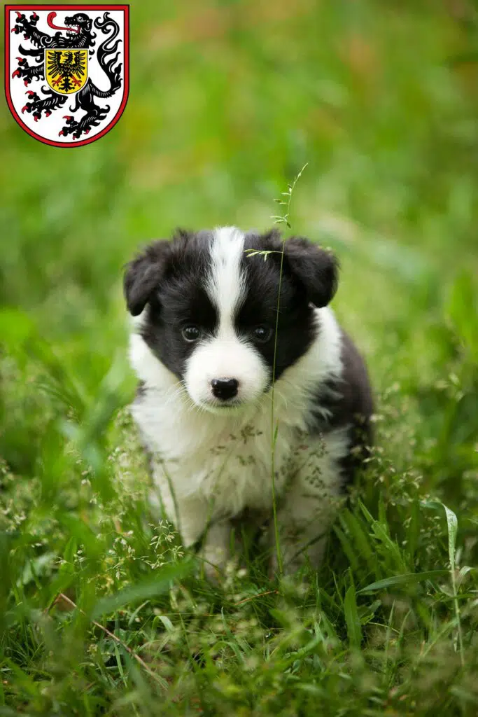 Border Collie Züchter mit Welpen Landau in der Pfalz, Rheinland-Pfalz