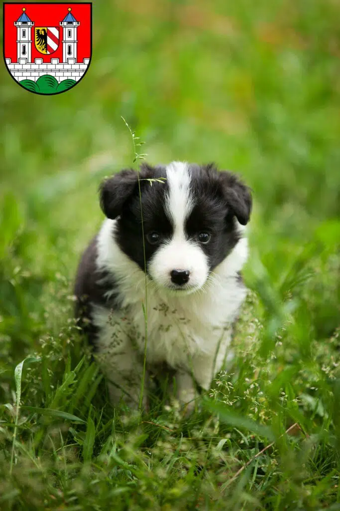 Border Collie Züchter mit Welpen Lauf an der Pegnitz, Bayern