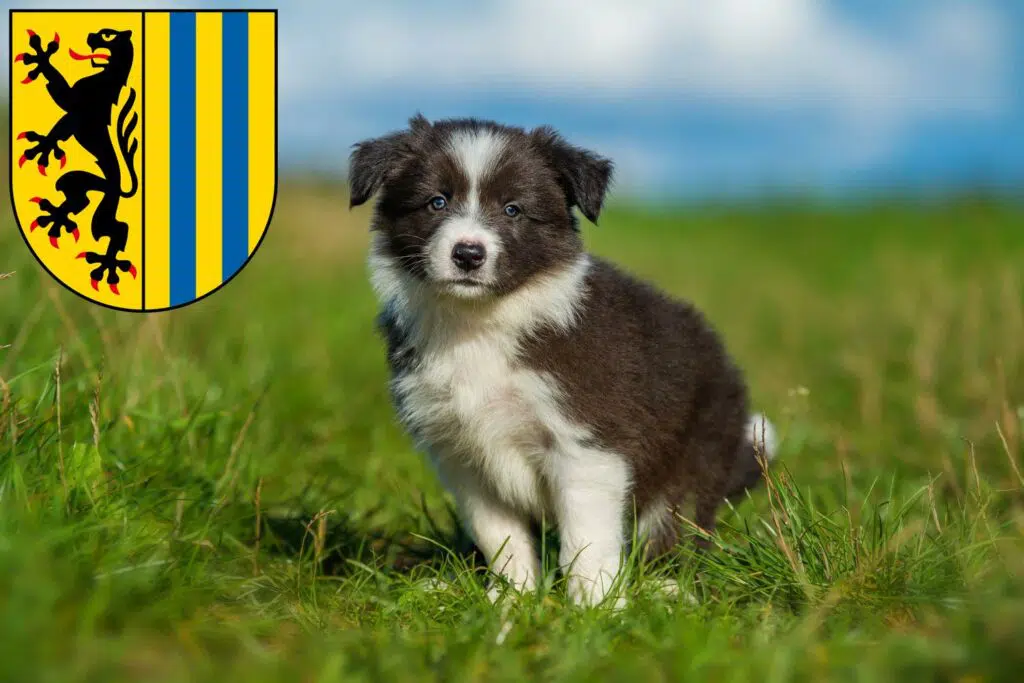 Border Collie Züchter mit Welpen Leipzig, Sachsen