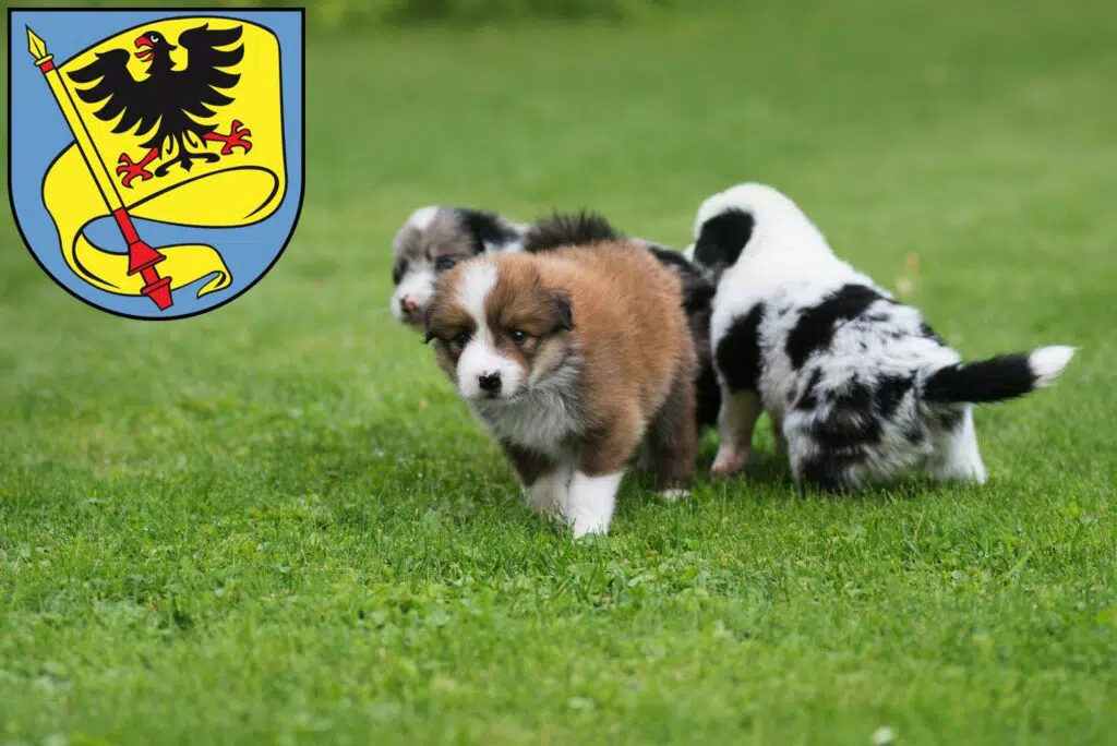 Border Collie Züchter mit Welpen Ludwigsburg, Baden-Württemberg
