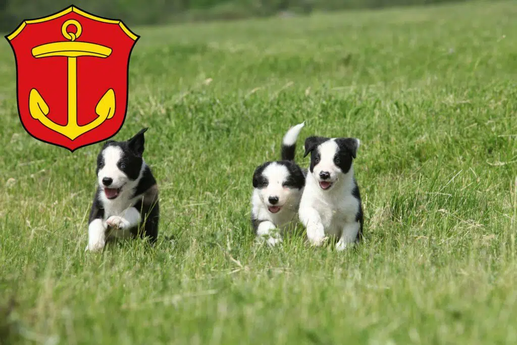 Border Collie Züchter mit Welpen Ludwigshafen, Rheinland-Pfalz