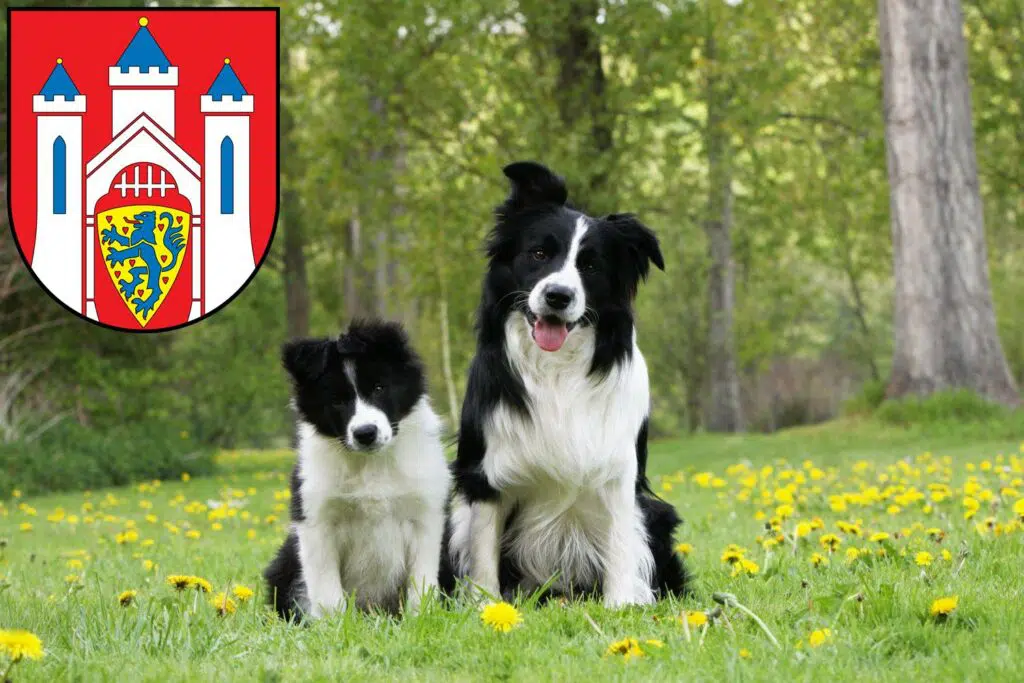 Border Collie Züchter mit Welpen Lüneburg, Niedersachsen