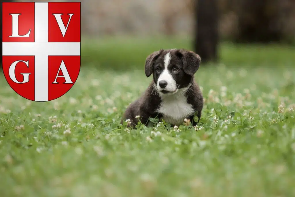 Border Collie Züchter mit Welpen Lugano, Schweiz