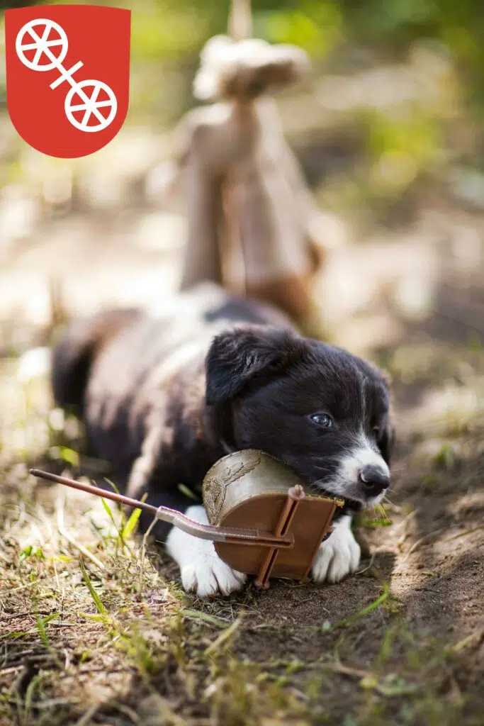 Border Collie Züchter mit Welpen Mainz, Rheinland-Pfalz