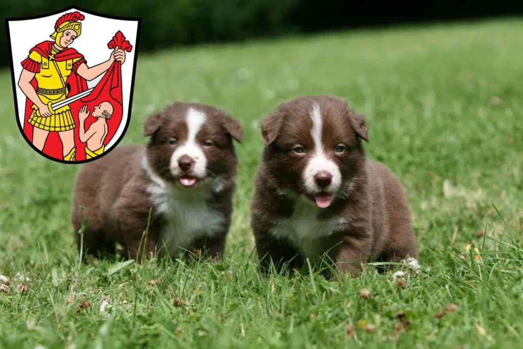 Border Collie Züchter mit Welpen Marktoberdorf, Bayern