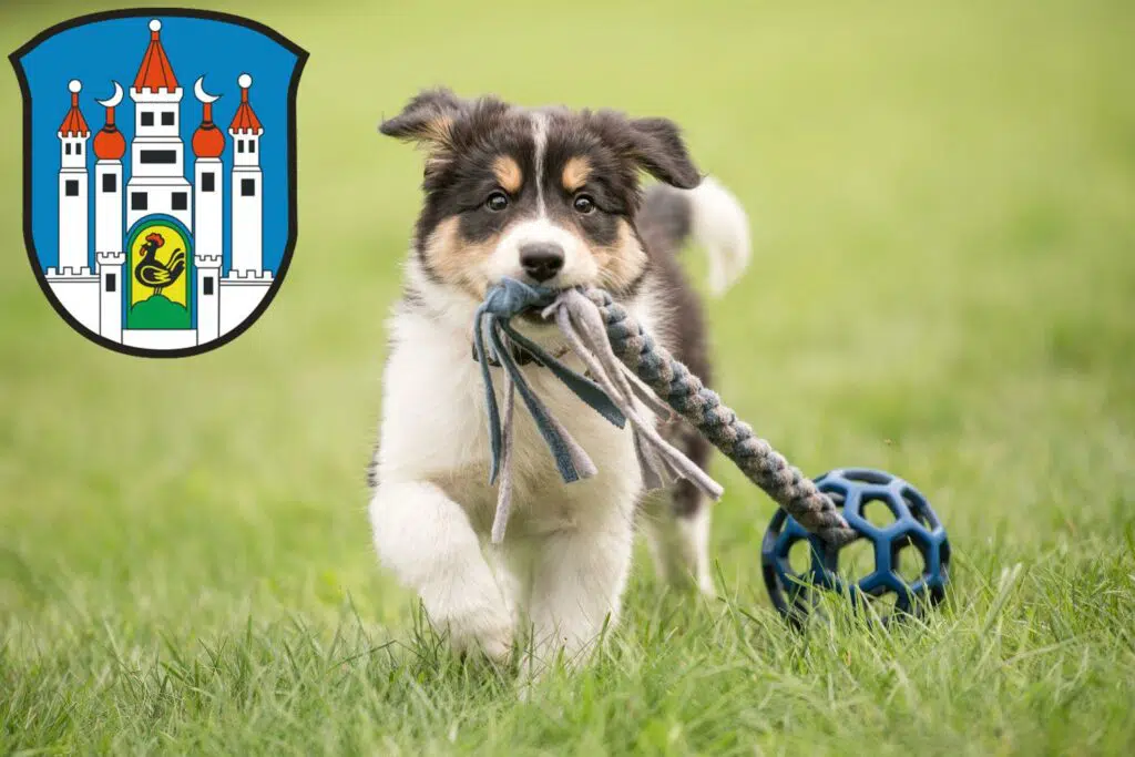 Border Collie Züchter mit Welpen Meiningen, Thüringen