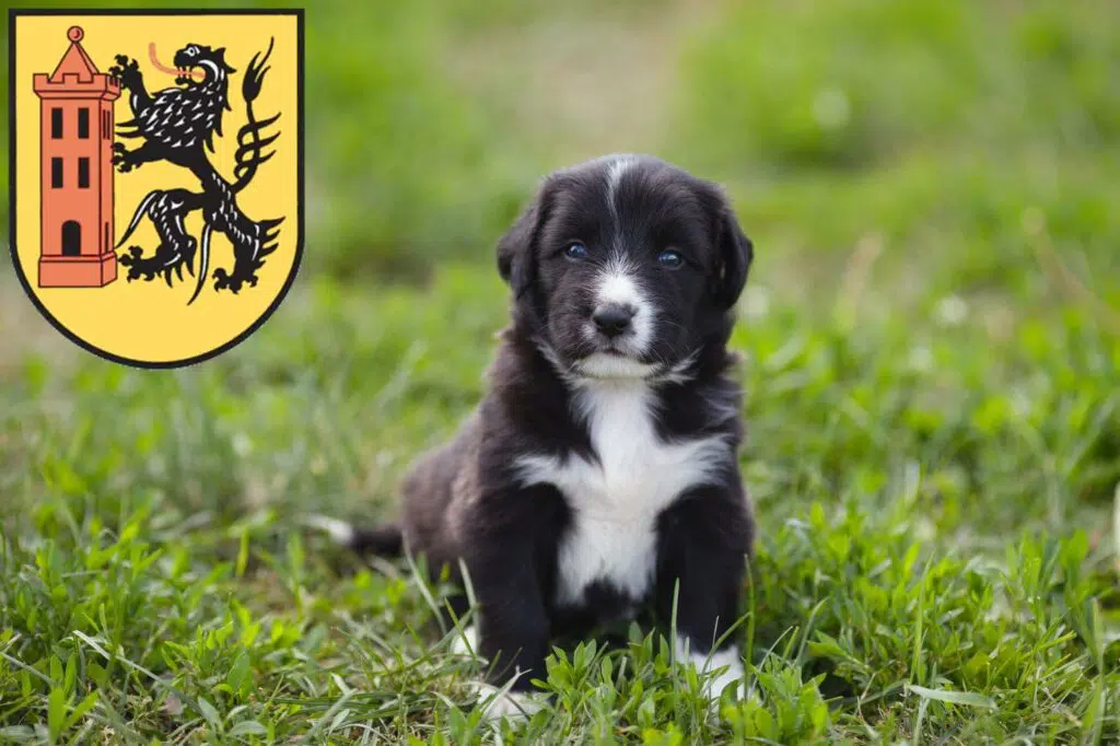 Border Collie Züchter mit Welpen Meißen, Sachsen