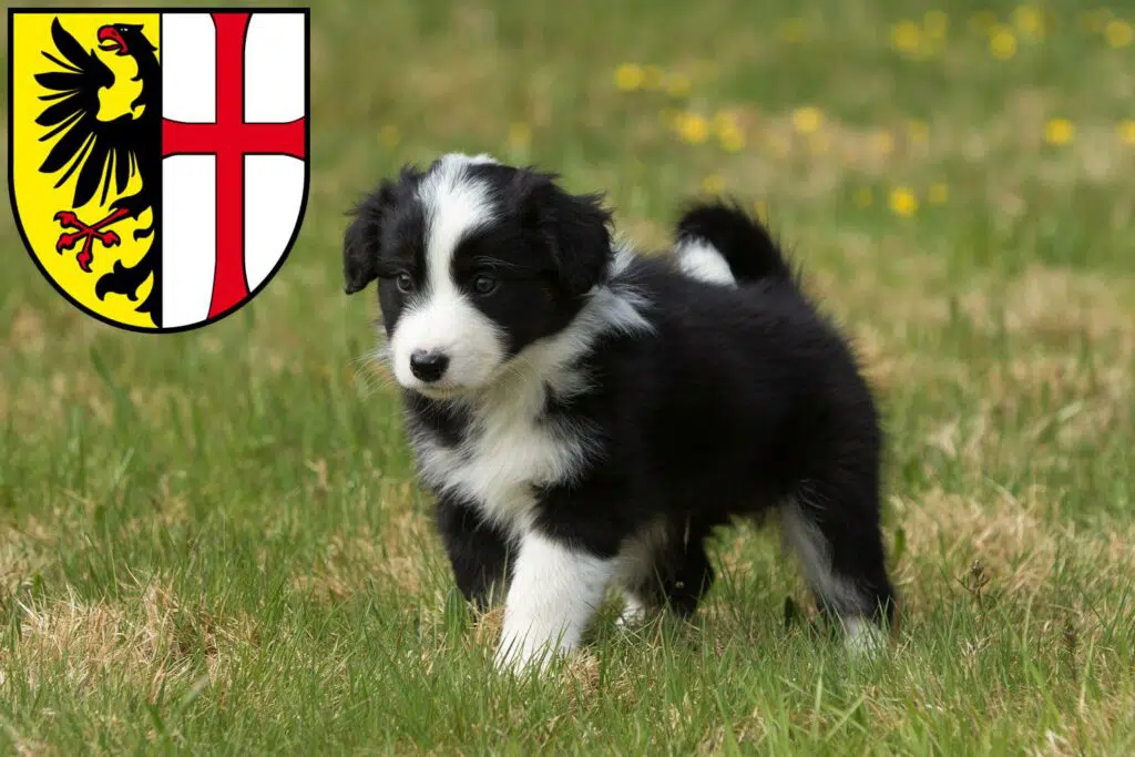 Border Collie Züchter mit Welpen Memmingen, Bayern