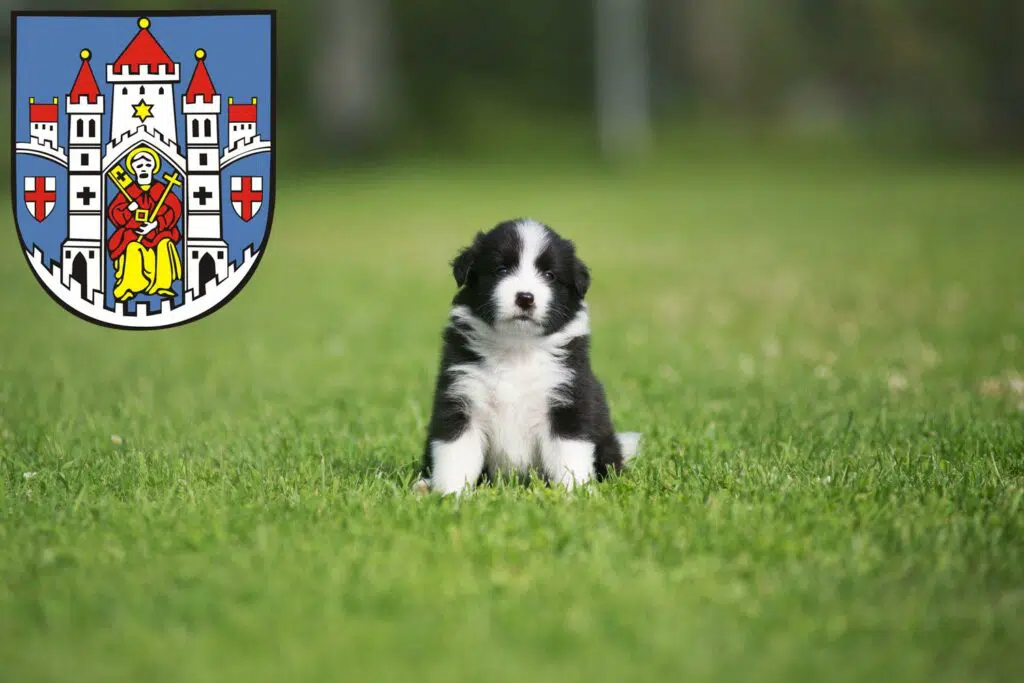 Border Collie Züchter mit Welpen Montabaur, Rheinland-Pfalz