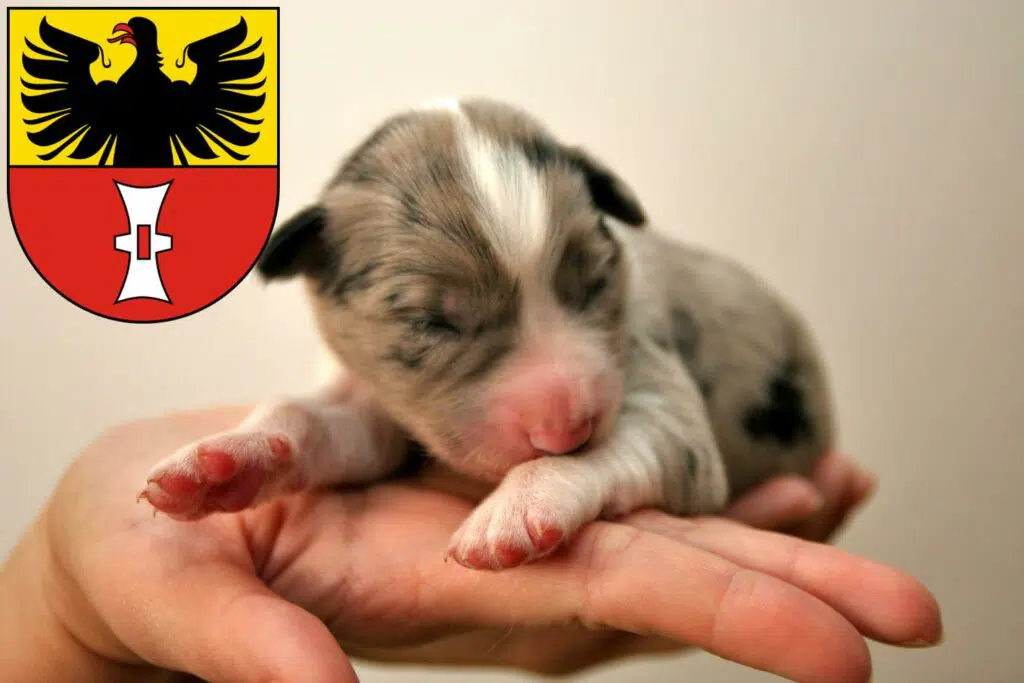 Border Collie Züchter mit Welpen Mühlhausen/Thüringen, Thüringen
