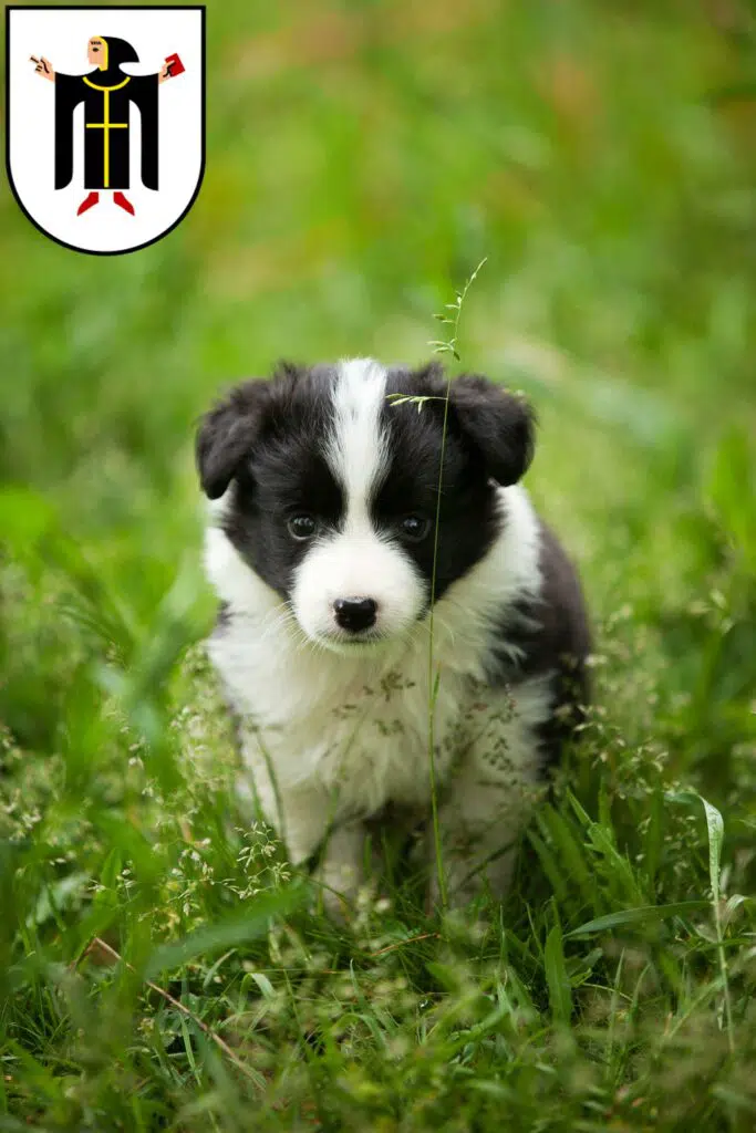 Border Collie Züchter mit Welpen München, Bayern