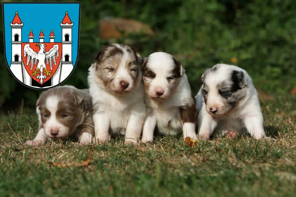 Border Collie Züchter mit Welpen Neuruppin, Brandenburg