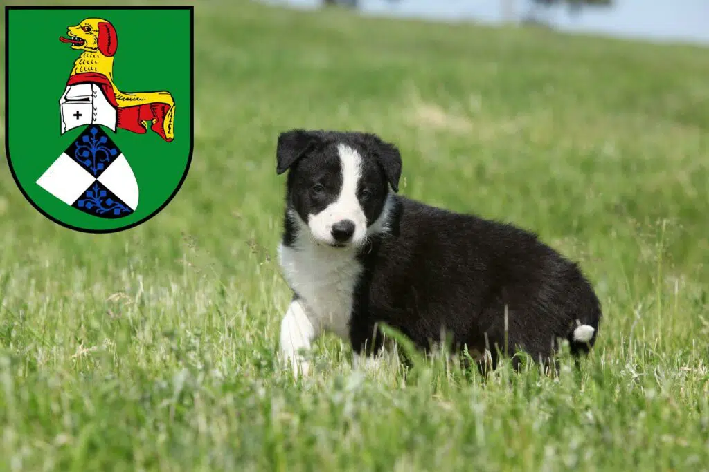 Border Collie Züchter mit Welpen Neustadt an der Aisch, Bayern