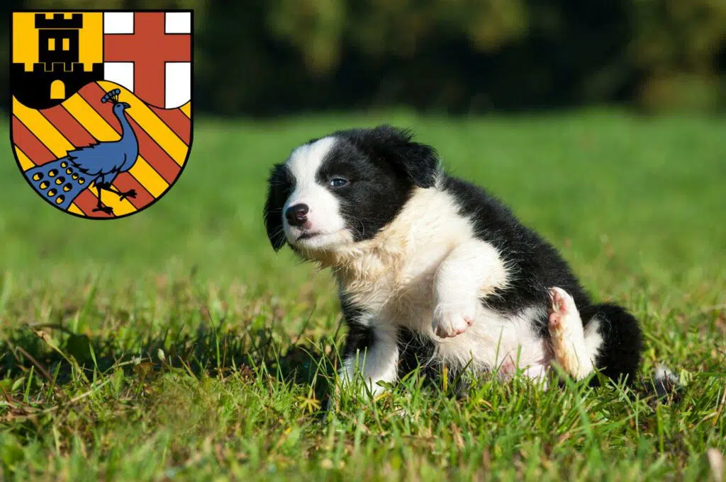 Border Collie Züchter mit Welpen Neuwied, Rheinland-Pfalz