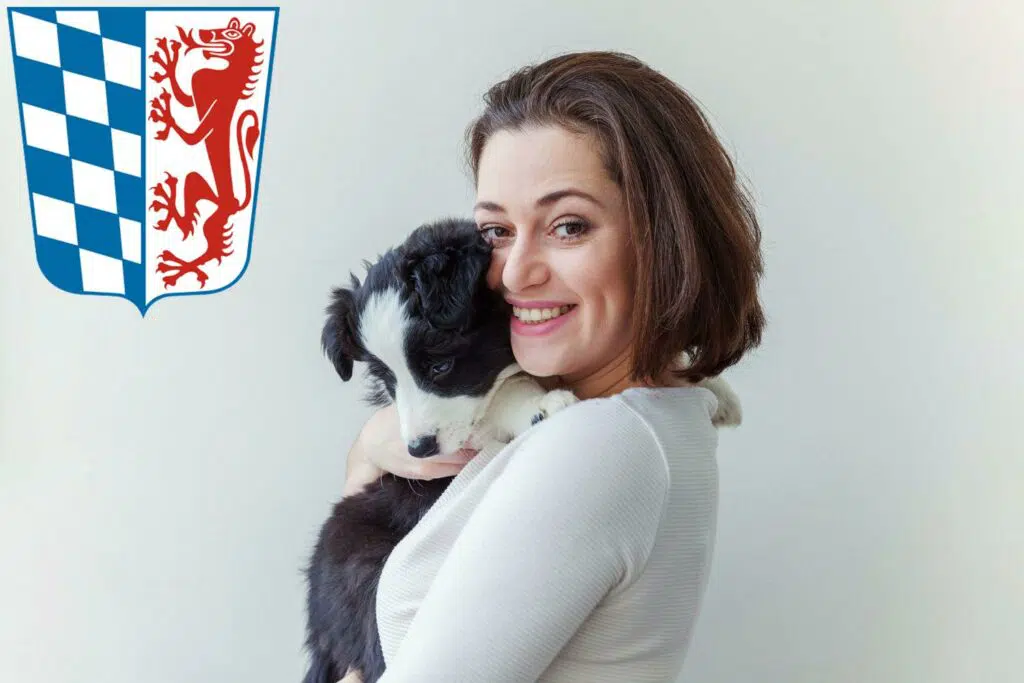 Border Collie Züchter mit Welpen Niederbayern, Bayern