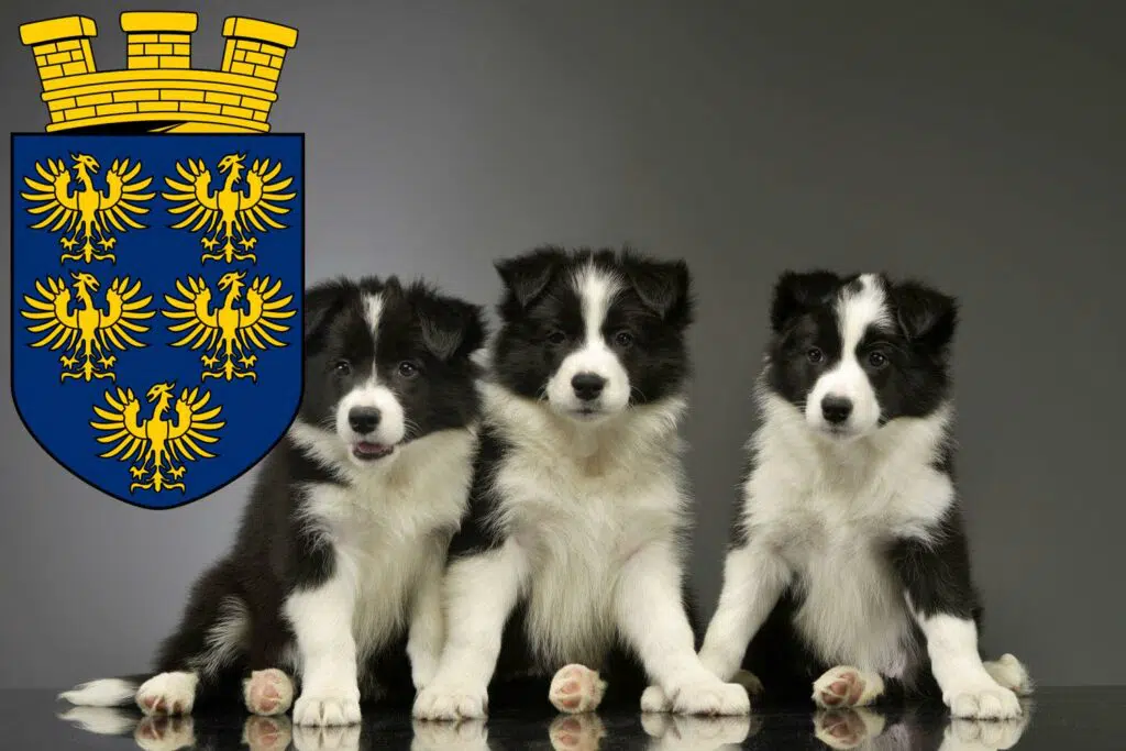 Border Collie Züchter mit Welpen Niederösterreich, Österreich