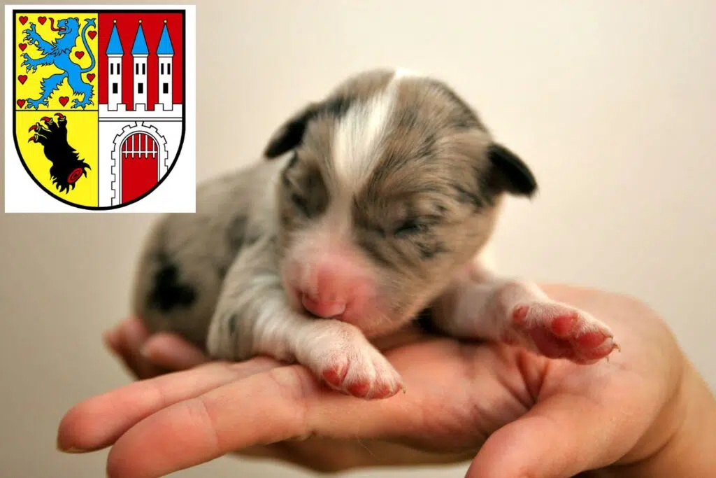 Border Collie Züchter mit Welpen Nienburg/Weser, Niedersachsen