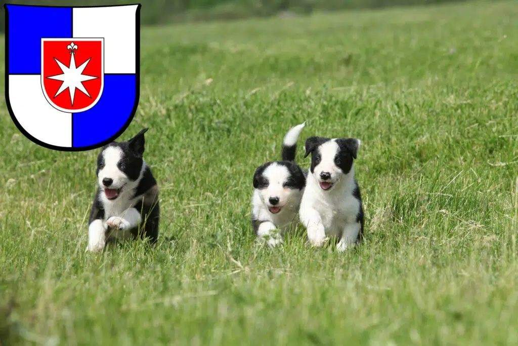 Border Collie Züchter mit Welpen Norderstedt, Schleswig-Holstein
