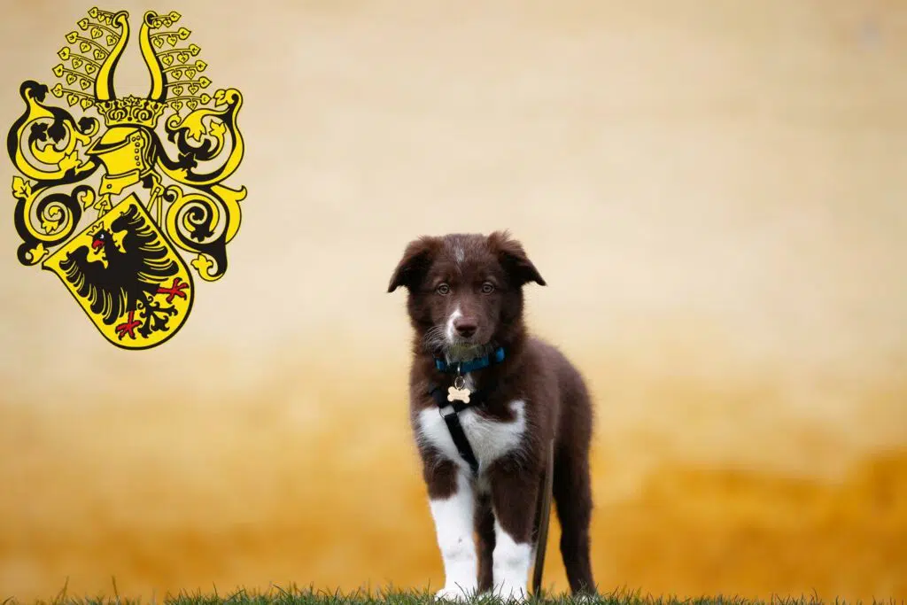 Border Collie Züchter mit Welpen Nordhausen, Thüringen