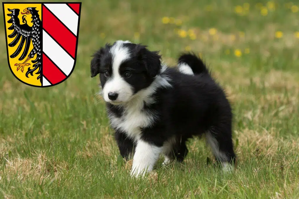 Border Collie Züchter mit Welpen Nürnberg, Bayern