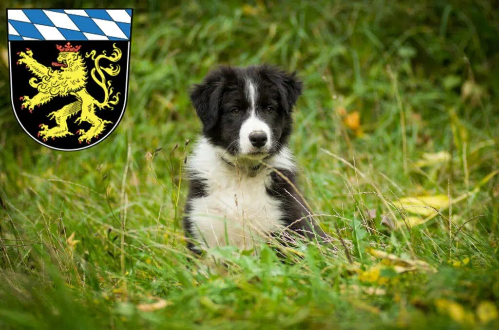 Border Collie Züchter mit Welpen Oberbayern, Bayern