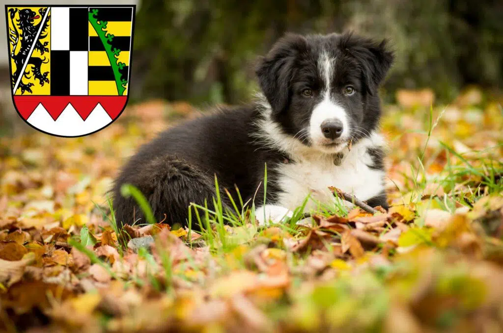 Border Collie Züchter mit Welpen Oberfranken, Bayern