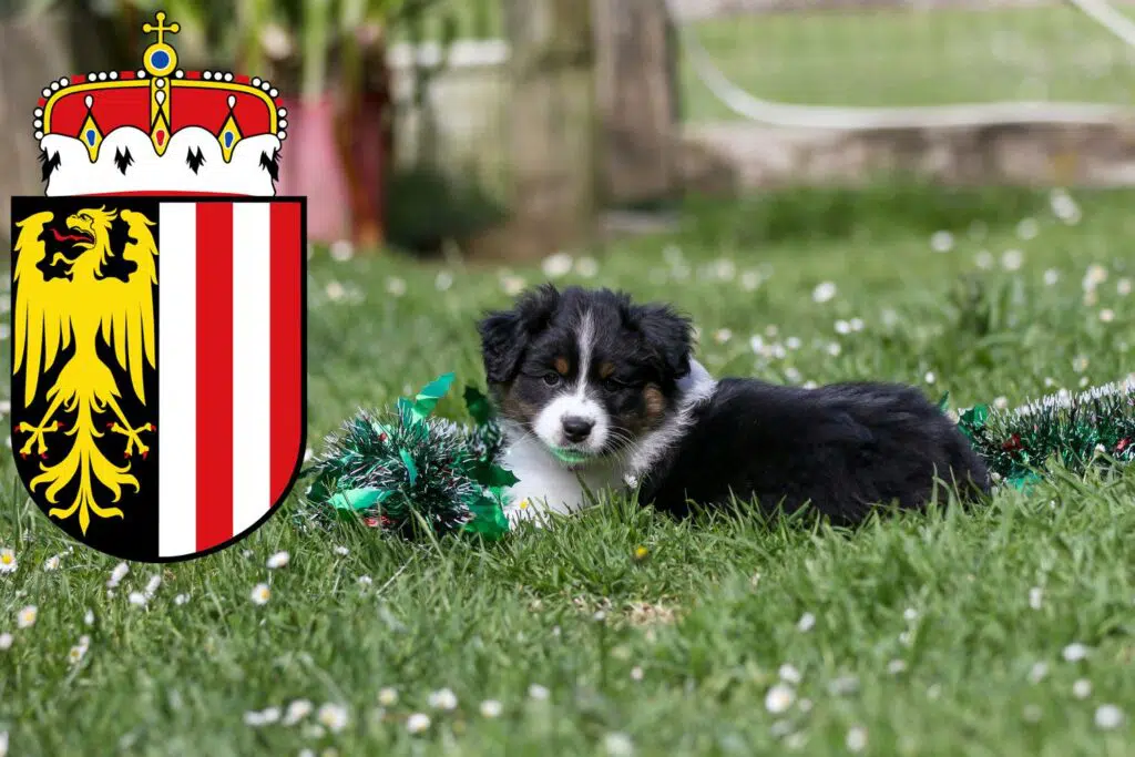 Border Collie Züchter mit Welpen Oberösterreich, Österreich