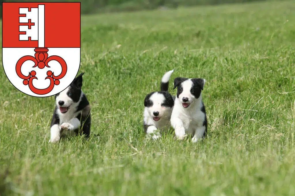 Border Collie Züchter mit Welpen Obwalden, Schweiz