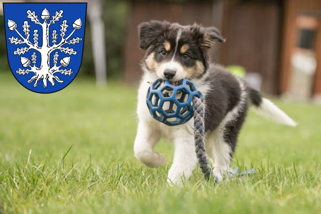 Border Collie Züchter mit Welpen Offenbach am Main, Hessen