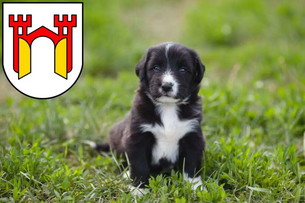 Border Collie Züchter mit Welpen Offenburg, Baden-Württemberg