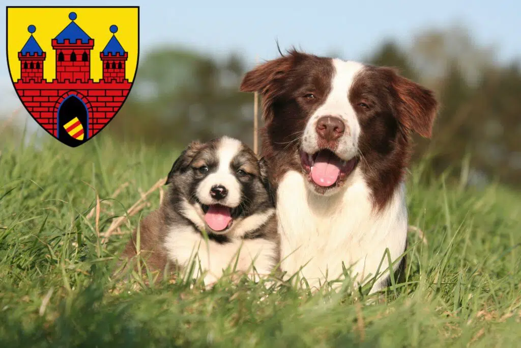 Border Collie Züchter mit Welpen Oldenburg, Niedersachsen