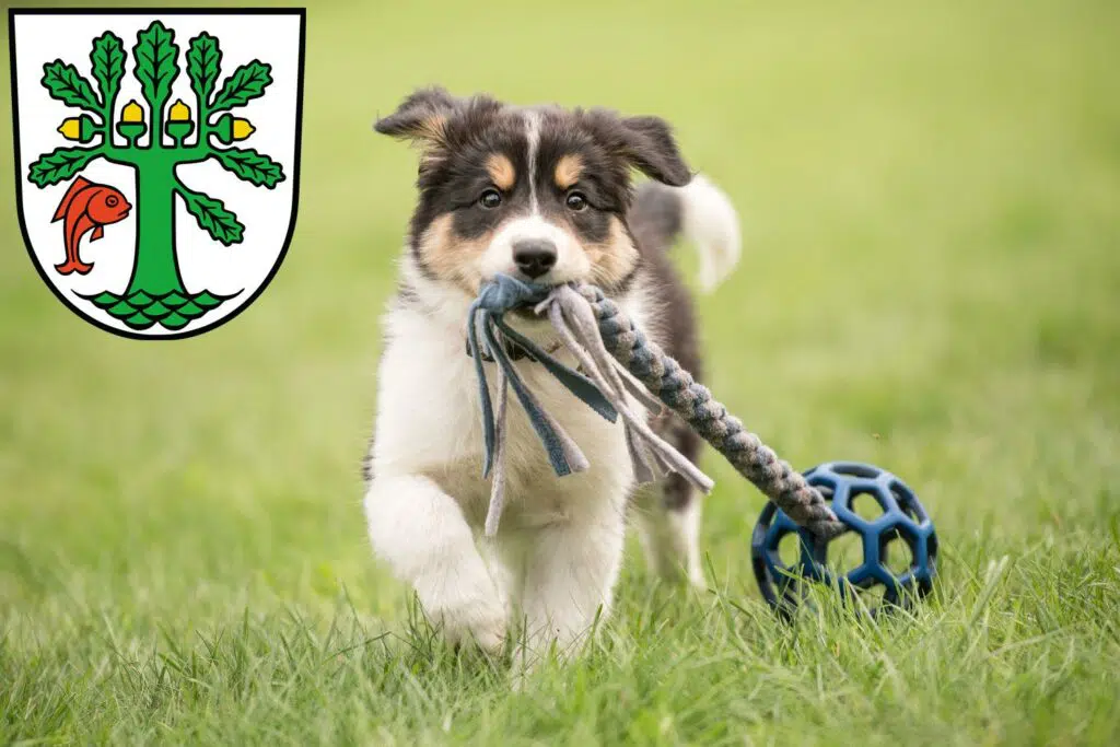 Border Collie Züchter mit Welpen Oranienburg, Brandenburg
