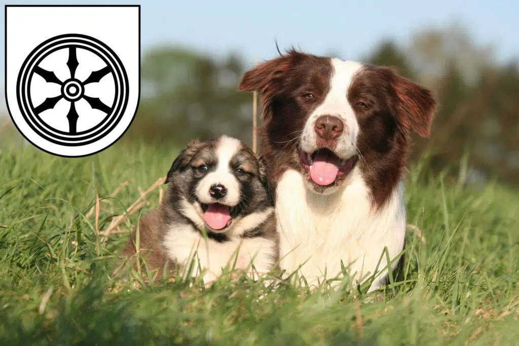 Border Collie Züchter mit Welpen Osnabrück, Niedersachsen