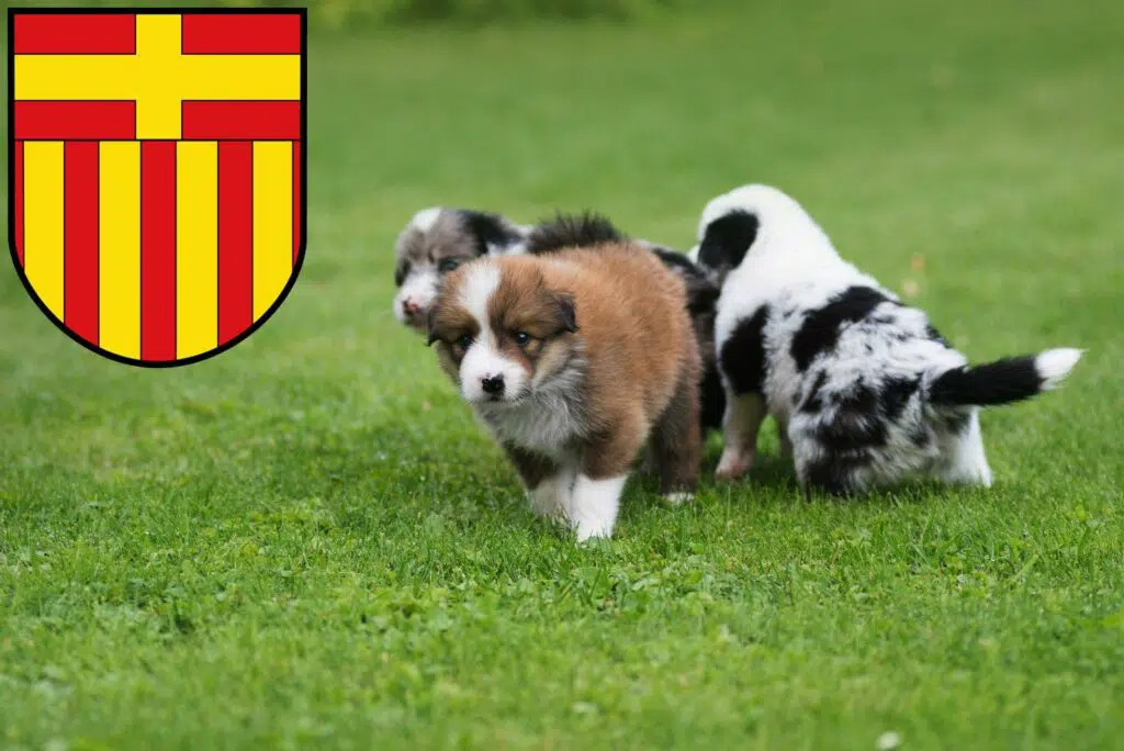Border Collie Züchter mit Welpen Paderborn, Nordrhein-Westfalen