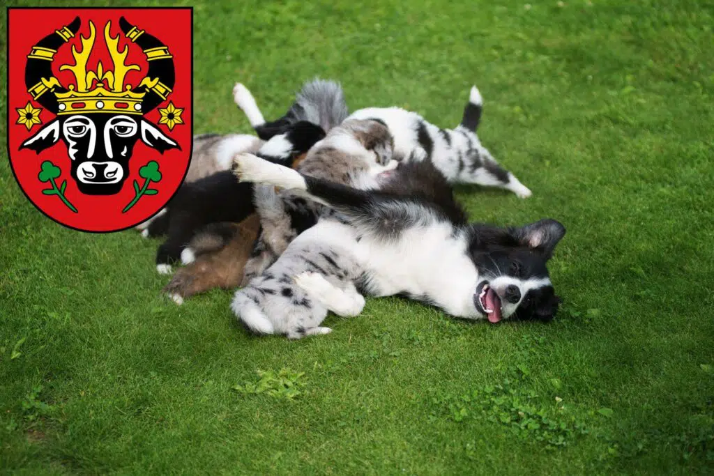 Border Collie Züchter mit Welpen Parchim, Mecklenburg-Vorpommern