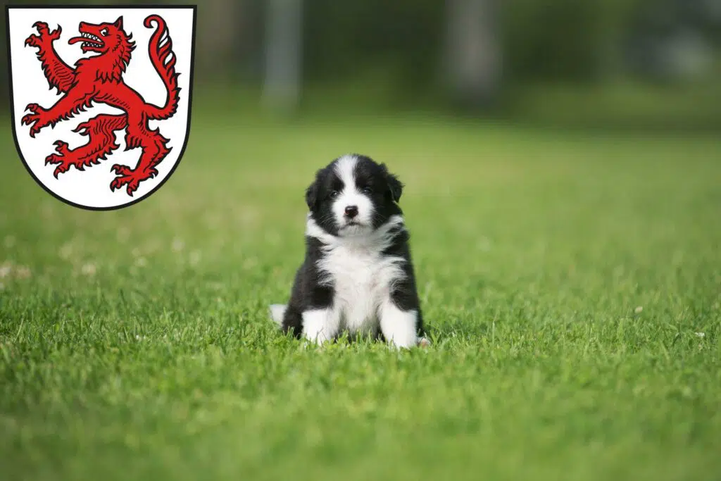 Border Collie Züchter mit Welpen Passau, Bayern