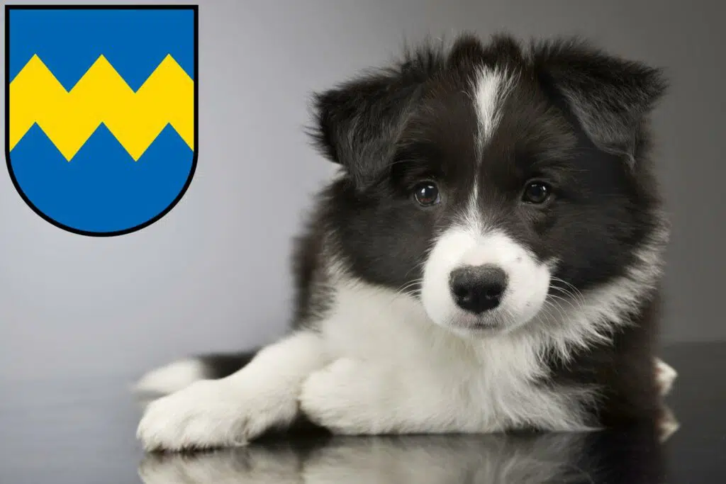 Border Collie Züchter mit Welpen Pfaffenhofen an der Ilm, Bayern