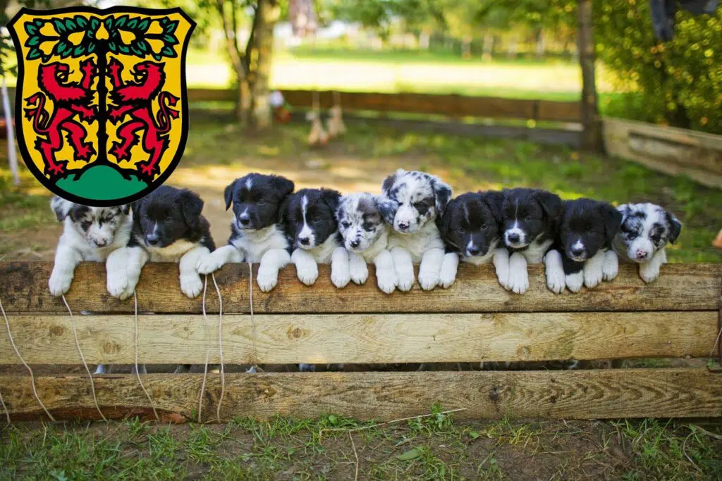 Border Collie Züchter mit Welpen Pirna, Sachsen