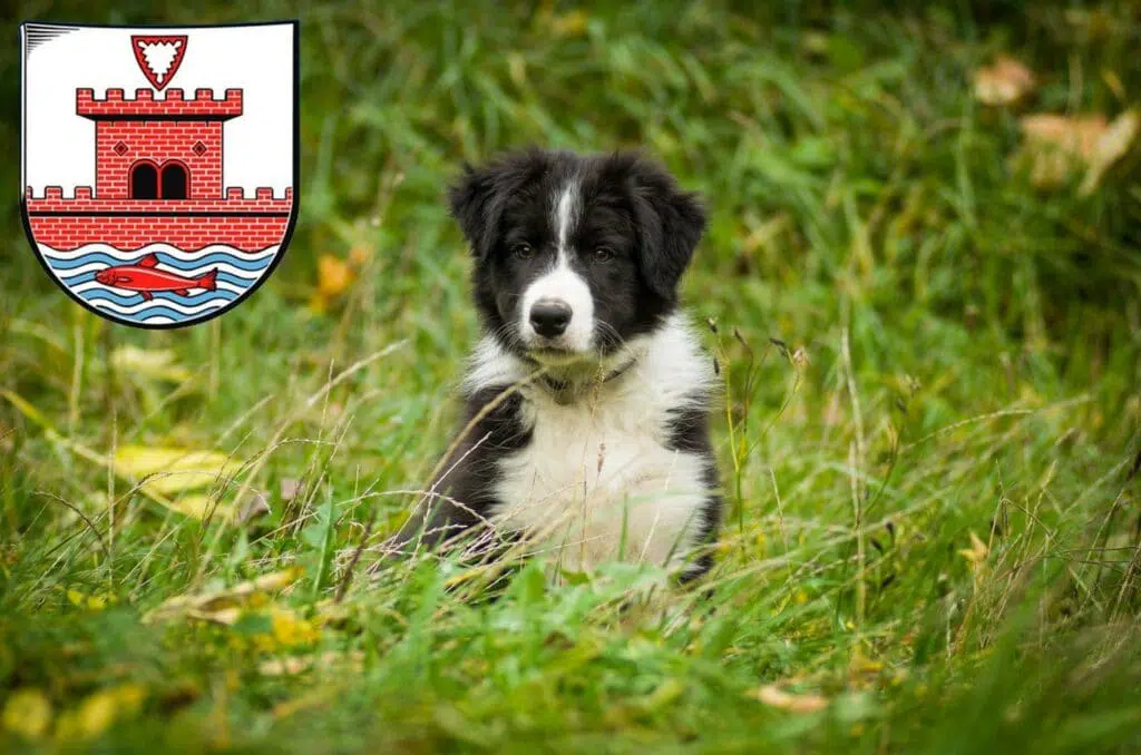 Border Collie Züchter mit Welpen Plön, Schleswig-Holstein