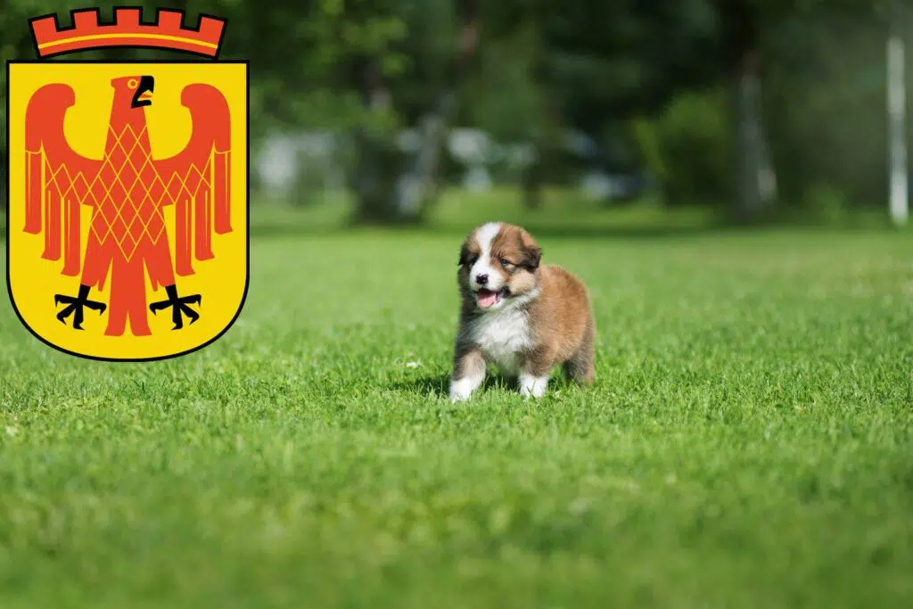 Border Collie Züchter mit Welpen Potsdam, Brandenburg