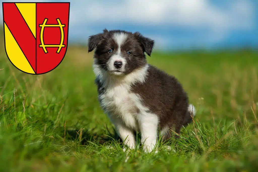 Border Collie Züchter mit Welpen Rastatt, Baden-Württemberg