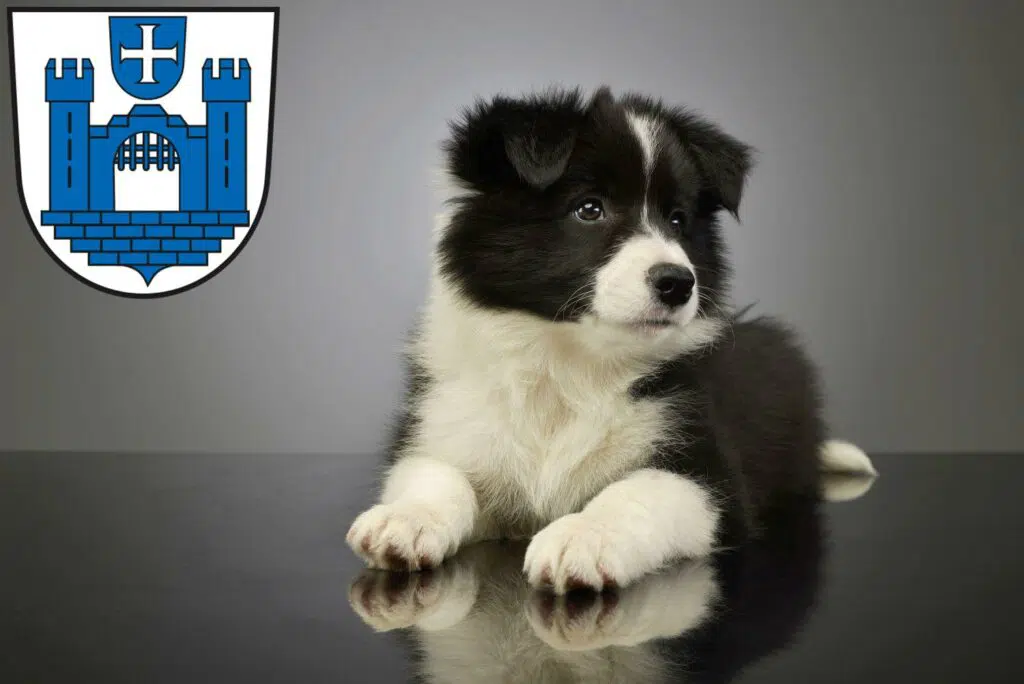 Border Collie Züchter mit Welpen Ravensburg, Baden-Württemberg