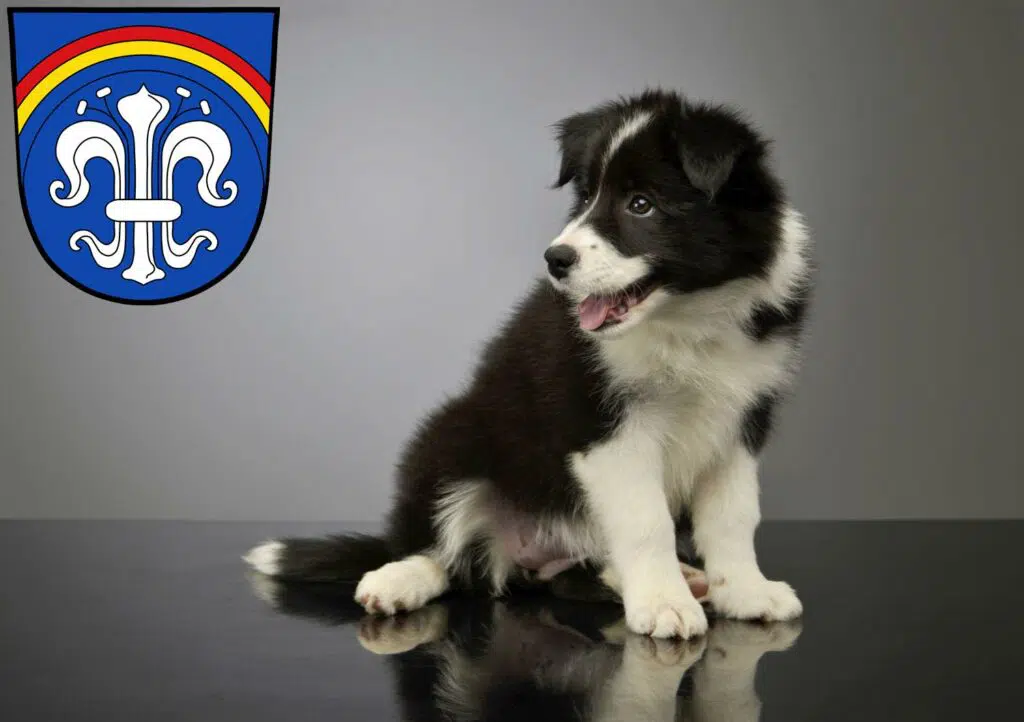 Border Collie Züchter mit Welpen Regen (Stadt), Bayern