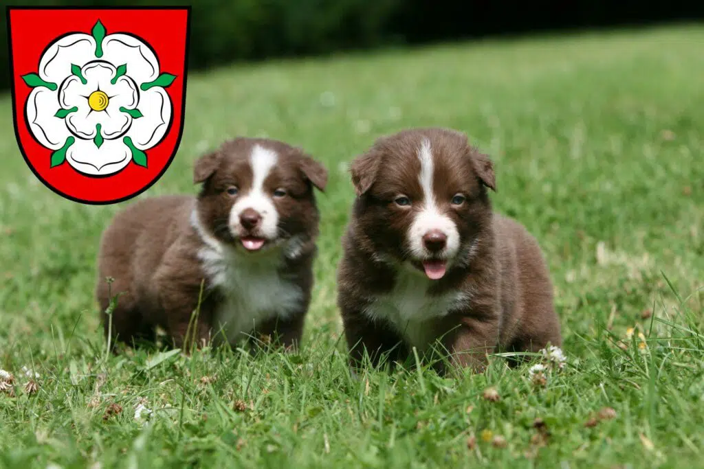 Border Collie Züchter mit Welpen Rosenheim, Bayern