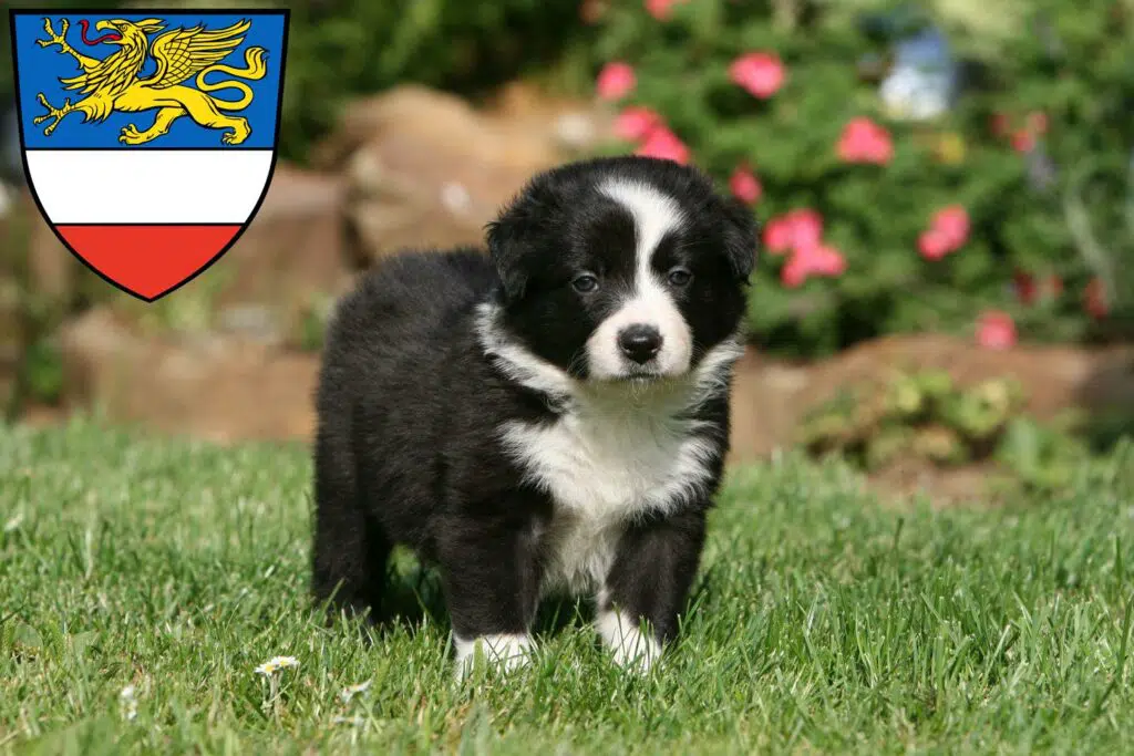Border Collie Züchter mit Welpen Rostock, Mecklenburg-Vorpommern