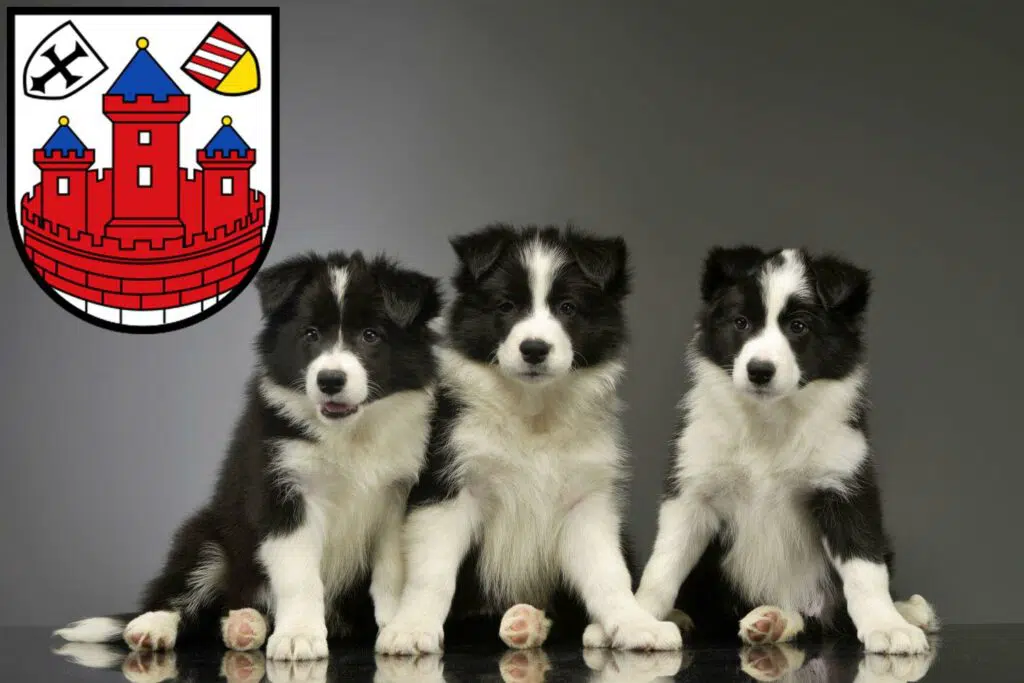 Border Collie Züchter mit Welpen Rotenburg (Wümme), Niedersachsen