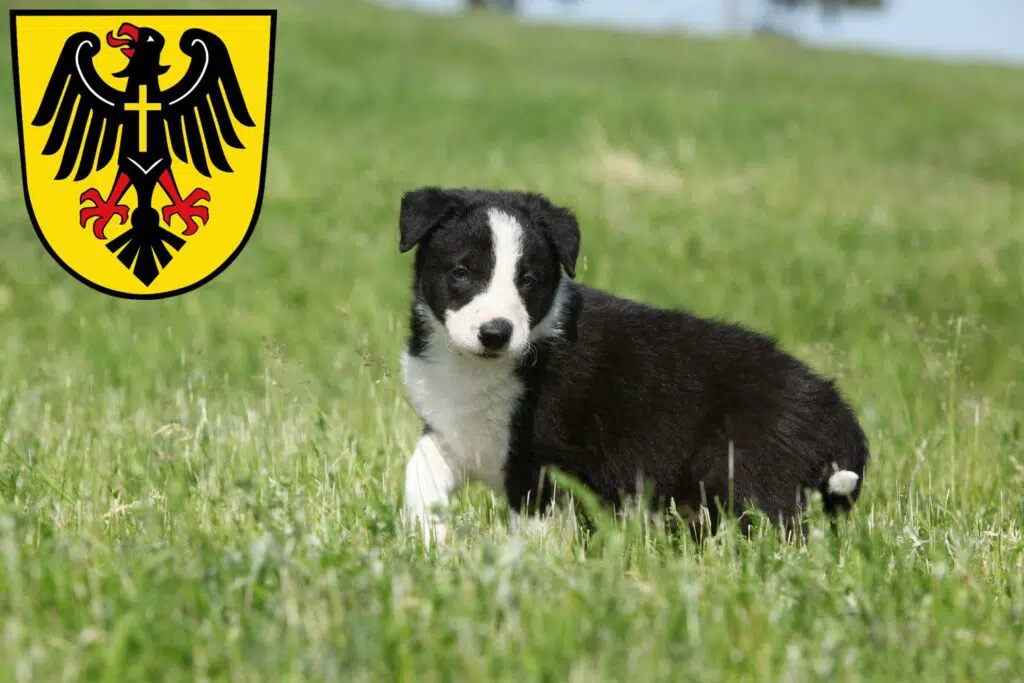 Border Collie Züchter mit Welpen Rottweil, Baden-Württemberg